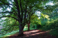 Alte Allee Alte Allee