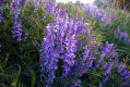 Blumenmeer am Berghang Blumenmeer am Berghang