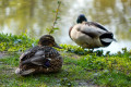 Enten am Fröschauer Weiher Enten am Fröschauer Weiher