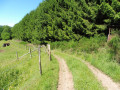 Feldweg Kroppacher Schweiz Feldweg Kroppacher Schweiz