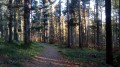 Forêt Forêt