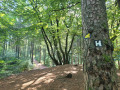 Fischbek bis Buchholz auf dem Heidschnuckenweg (Etappe 1) Fischbek bis Buchholz auf dem Heidschnuckenweg (Etappe 1)