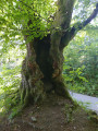 Daadener Höhe und Hohenseelbachskopf Daadener Höhe und Hohenseelbachskopf
