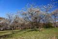 Kirschbäume auf dem Rechenberg
