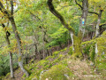 Dickschieder Wildwechsel Dickschieder Wildwechsel
