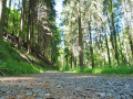 Waldweg Waldweg
