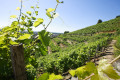 Weinberg am Turmberg Weinberg am Turmberg