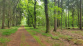 Wohldorfer Wald und Duvenstedter Brook (Rundwanderung) Wohldorfer Wald und Duvenstedter Brook (Rundwanderung)